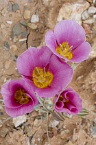 Sego Lily (Calochortus nuttallii) flowering, Arches National Park, Utah