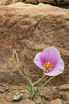 Sego Lily (Calochortus nuttallii) flowering, Arches National Park, Utah
