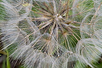 Meadow Salsify (Tragopogon pratensis) seedhead, Grand Teton National Park, Wyoming