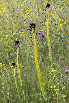 Desert Candle (Caulanthus inflatus) flowers, Carrizo Plain National Monument, California