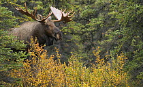 Moose (Alces alces) bull in autumn, North America