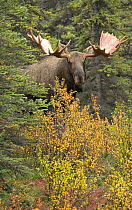 Moose (Alces alces) bull in autumn, North America