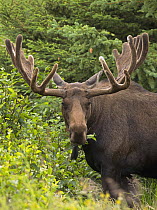 Moose (Alces alces) bull browsing, North America