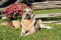 Australian Cattle Dog (Canis familiaris), North America