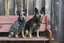 Australian Cattle Dog (Canis familiaris) and puppy, North America