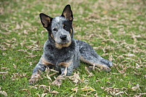 Australian Cattle Dog (Canis familiaris) puppy, North America