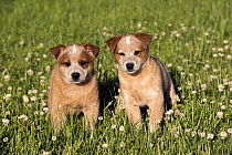 Australian Cattle Dog (Canis familiaris) puppies, North America