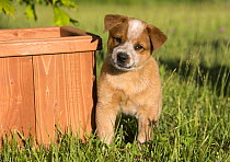 Australian Cattle Dog (Canis familiaris) puppy, North America