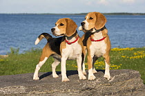 Beagle (Canis familiaris) pair, North America