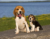 Beagle (Canis familiaris) and puppy, North America
