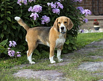 Beagle (Canis familiaris), North America