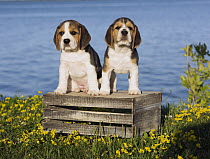 Beagle (Canis familiaris) puppies, North America