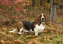 Basset Hound (Canis familiaris), North America