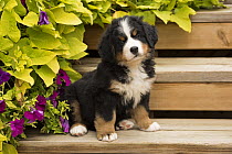 Bernese Mountain Dog (Canis familiaris) puppy, North America
