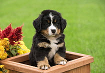 Bernese Mountain Dog (Canis familiaris) puppy, North America