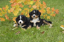 Bernese Mountain Dog (Canis familiaris) puppies, North America