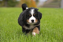 Bernese Mountain Dog (Canis familiaris) puppy running, North America