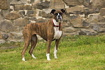 Boxer (Canis familiaris), North America