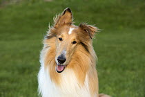 Collie (Canis familiaris), North America