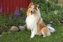Collie (Canis familiaris), North America