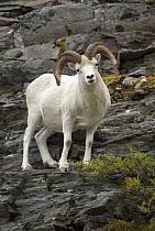 Dall's Sheep (Ovis dalli) ram, North America