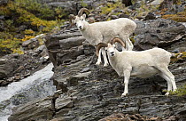 Dall's Sheep (Ovis dalli) rams, North America