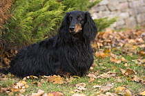 Standard Long-haired Dachshund (Canis familiaris), North America