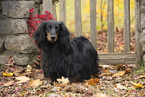 Standard Long-haired Dachshund (Canis familiaris), North America