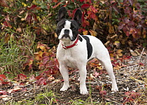 French Bulldog (Canis familiaris), North America