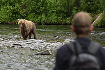 Grizzly Bear (Ursus arctos horribilis) near fisherman, North America
