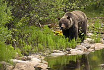 Grizzly Bear (Ursus arctos horribilis), North America