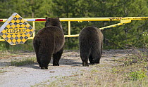 Grizzly Bear (Ursus arctos horribilis) mother and yearling on road, North America