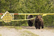 Grizzly Bear (Ursus arctos horribilis) mother and yearling on road, North America