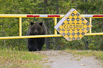Grizzly Bear (Ursus arctos horribilis) on road, North America