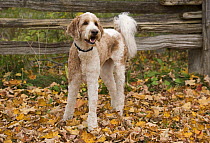 Goldendoodle (Canis familiaris), North America