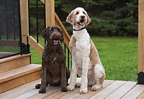 Goldendoodle (Canis familiaris) pair, North America