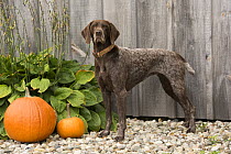 German Shorthaired Pointer (Canis familiaris) in autumn, North America