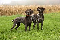 German Shorthaired Pointer (Canis familiaris) pair, North America