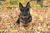 German Shepherd (Canis familiaris), North America