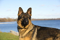 German Shepherd (Canis familiaris) female, North America