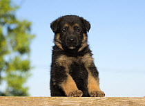 German Shepherd (Canis familiaris) puppy, North America
