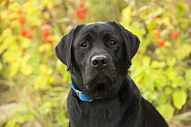 Black Labrador Retriever (Canis familiaris), North America