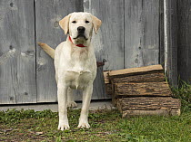 Yellow Labrador Retriever (Canis familiaris), North America