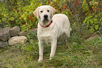 Yellow Labrador Retriever (Canis familiaris), North America