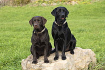 Labrador Retriever (Canis familiaris) pair, North America