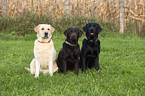 Yellow Labrador Retriever (Canis familiaris), Chocolate Labrador Retriever (Canis familiaris), and Black Labrador Retriever (Canis familiaris), North America