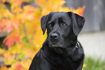 Black Labrador Retriever (Canis familiaris) female, North America
