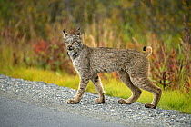 Canada Lynx (Lynx canadensis) crossing road, North America