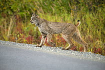 Canada Lynx (Lynx canadensis) crossing road, North America