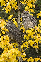 Great Horned Owl (Bubo virginianus) pair in autumn, North America